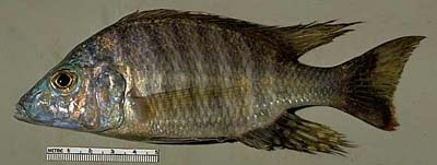 Aulonocara macrochir